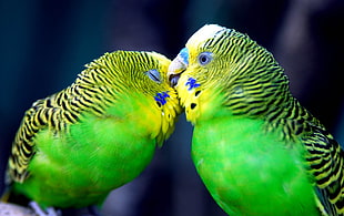 two budgerigars kissing