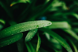 green linear leafed plant, plants, nature, depth of field, water drops HD wallpaper