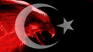 red eagle illustration, Turkish, Turkey, flag, eagle