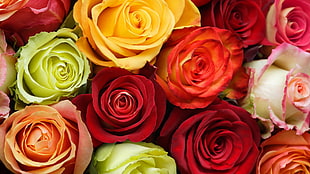 multicolored roses