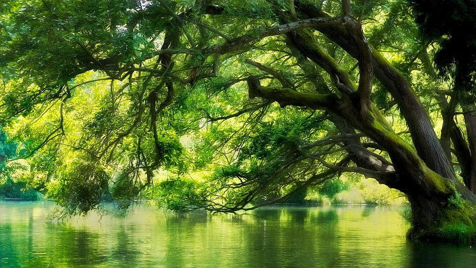 green leafed tree, landscape, nature, river, Macedonia HD wallpaper