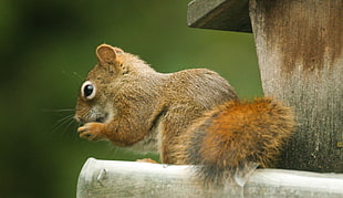 close up photo of brown squirrel
