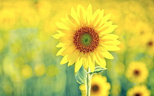 depth of field photography of sunflower