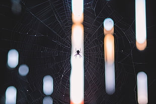 black barn spider, Spider, Cobweb, Weave