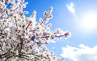 white cherry blossom, nature, flowers, sky, plants