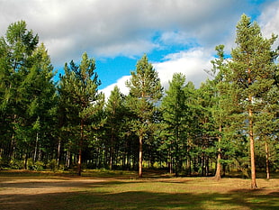 tall pine trees under gray clouds with blue sky at daytime