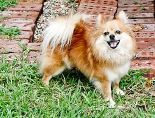 adult tan Pomeranian near concrete brick pathway