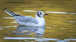 white and gray kingfisher on body of water, black-headed gull