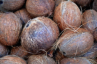 file of brown coconut shells