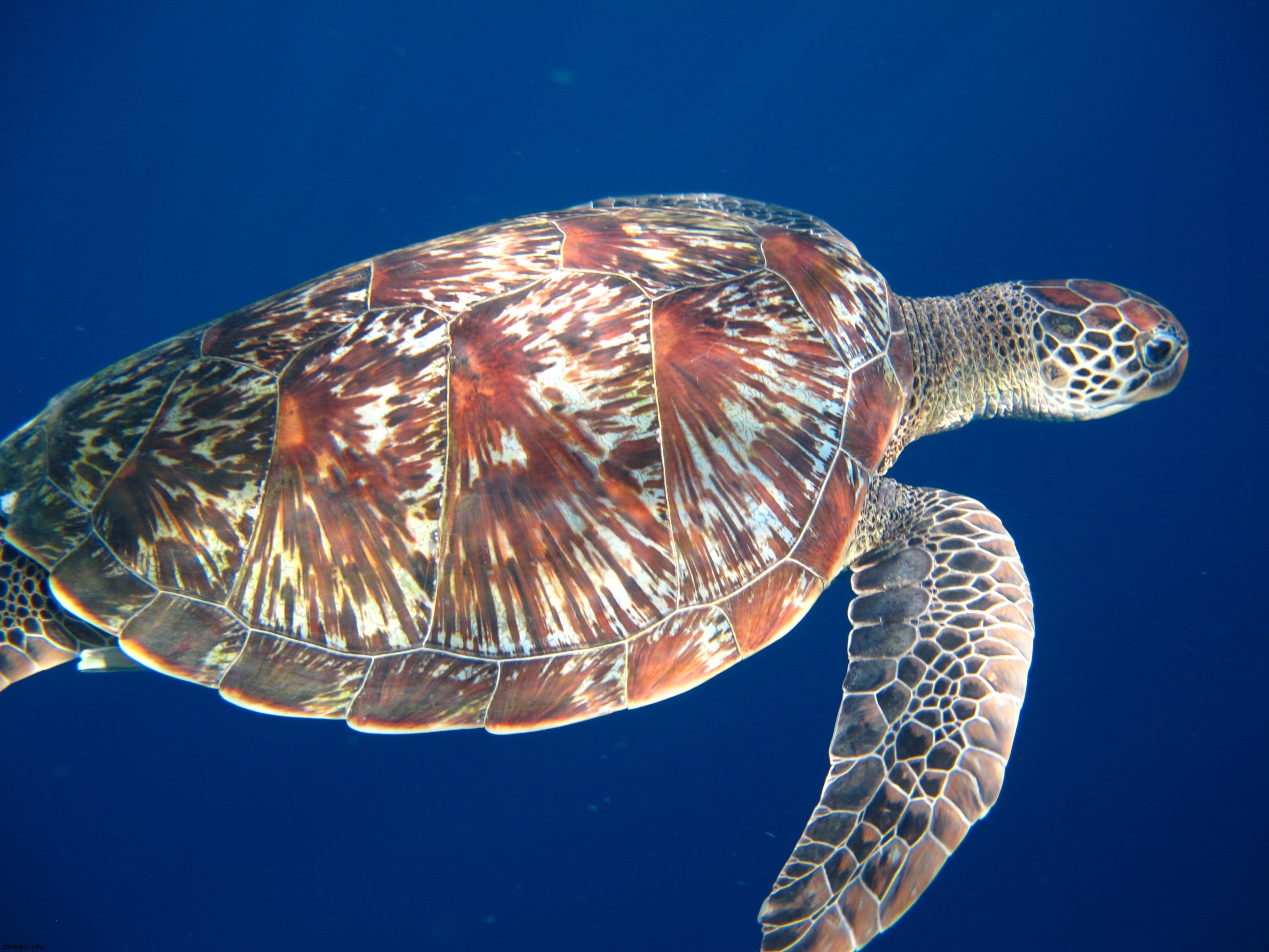 close view of brown and green turtle