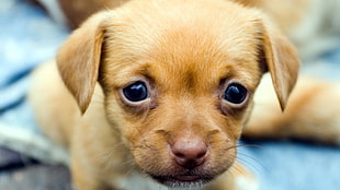 closeup photography of tan Chihuahua puppy