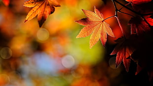 shallow focus of dried maple leaves HD wallpaper