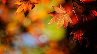 shallow focus of dried maple leaves