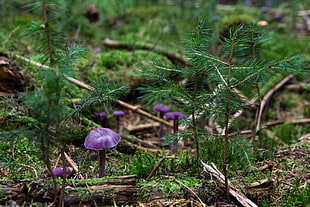 depth of field photography of purple mushroom