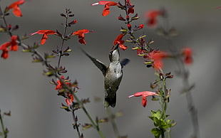 selective focus photo of grey hummingbird zipping red Salvia flower