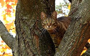 grey tabby cat on tree during daytime