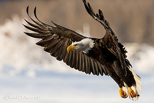 bald eagle soaring HD wallpaper