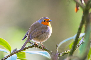 grey and orange bird on a branch closeup photo