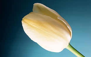 macro photography of white Tulip flower HD wallpaper