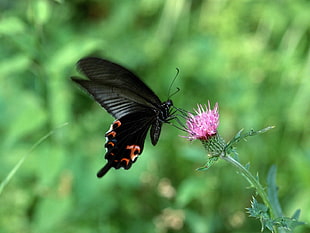 black butterfly on flower HD wallpaper