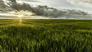 grass, sunlight, Romania, landscape HD wallpaper