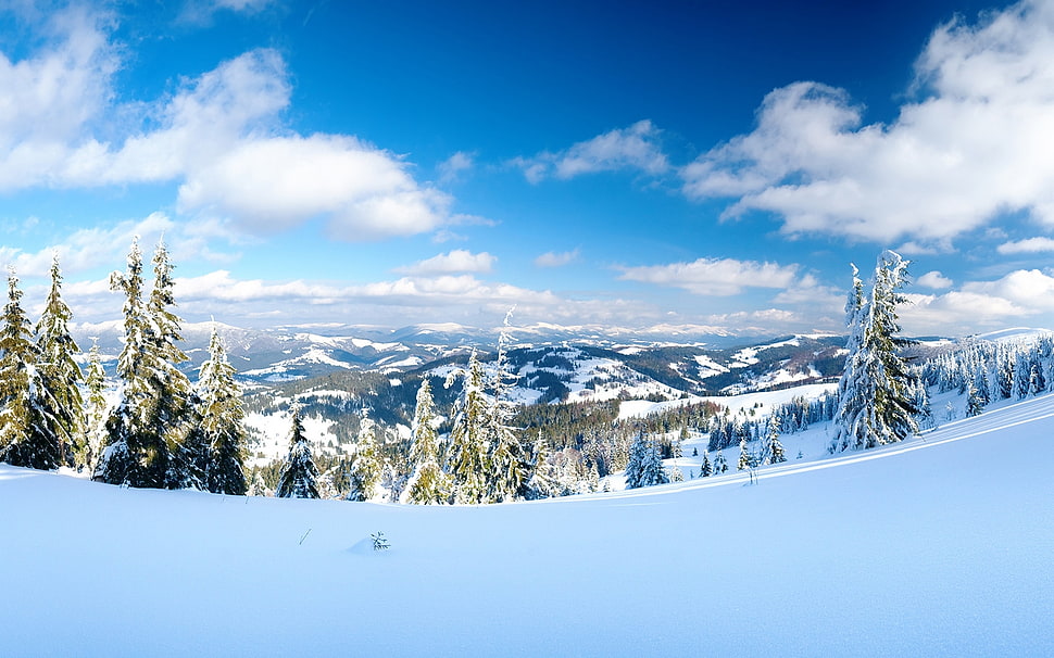 mountain with pine tree covered with white snow under blue sky during daytime HD wallpaper