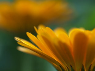 micro shot photography of yellow flower under sunny sky