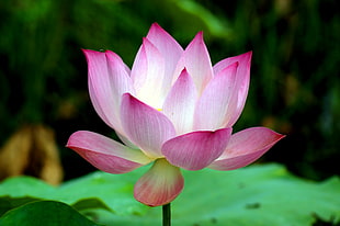 selective focus photo of pink Lotus flower, siem reap, angkor