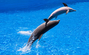 photographic view of two black dolphins, palmitos