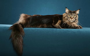 black and tan long coated cat lying on blue couch