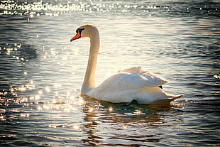 white swan on body of water during daytime HD wallpaper