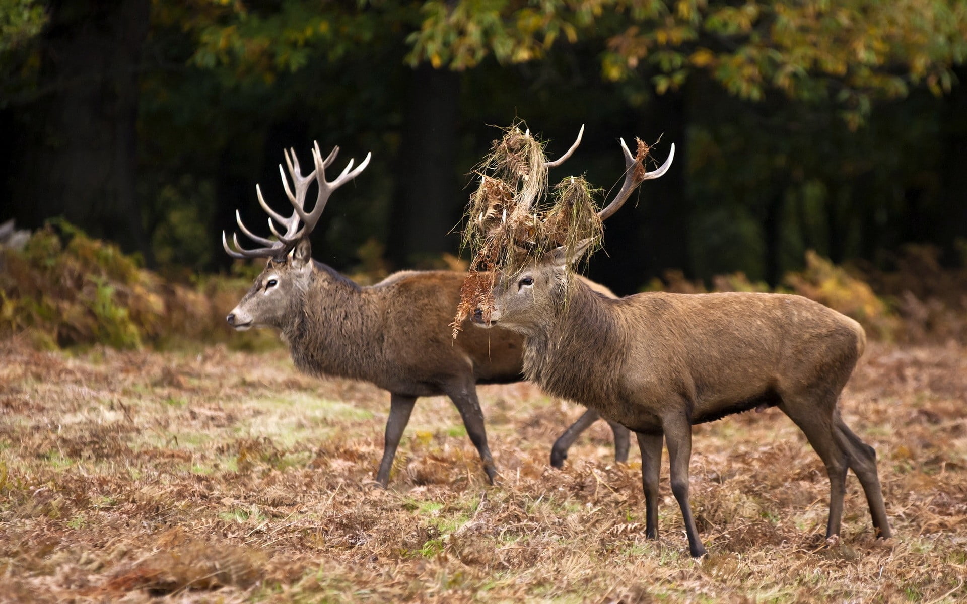 two brown reindeer standing on brown grass field