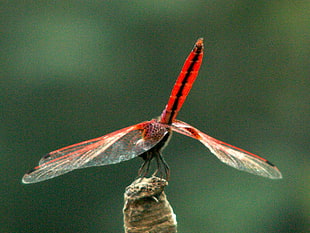 shallow focus photography of red dragonfly HD wallpaper