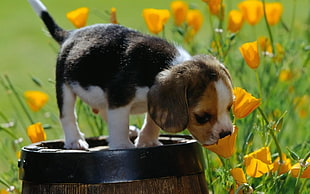 tricolor Beagle puppy with yellow flower at daytime