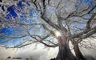 gray tree, nature, landscape, trees, winter HD wallpaper