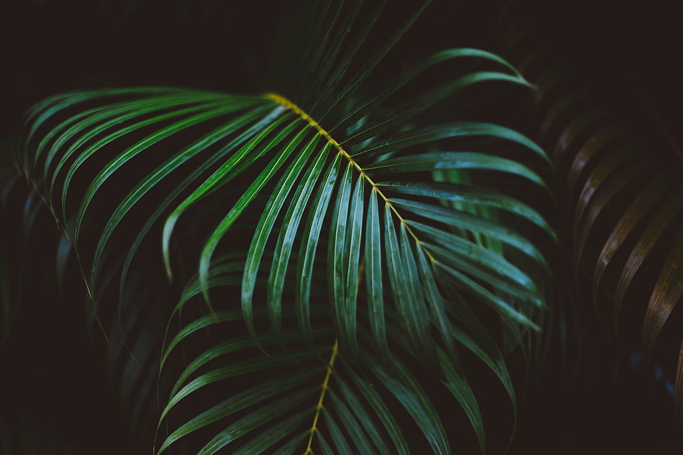 Green leaves photo during night time HD wallpaper | Wallpaper Flare