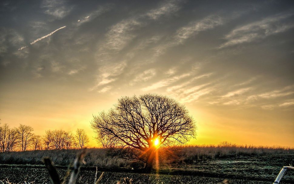sun raise through tree during golden hour HD wallpaper
