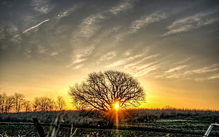 sun raise through tree during golden hour