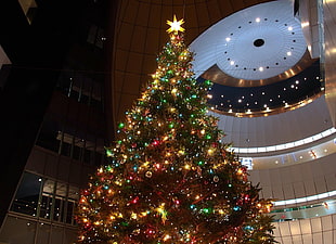 low angle photo of a lighted Christmas tree