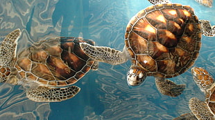 close up photo of brown sea turtles