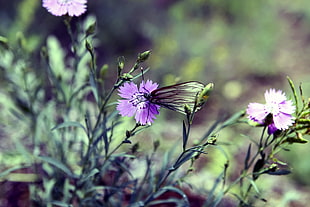 purple petaled flower, nature, butterfly, flowers, depth of field HD wallpaper