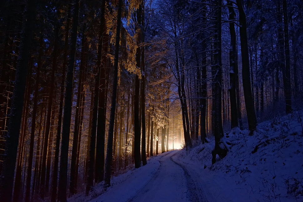 green trees, dark, lights, winter, cold HD wallpaper