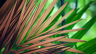 brown linear leaf plant HD wallpaper