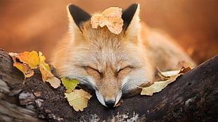 beige fox laying on tree