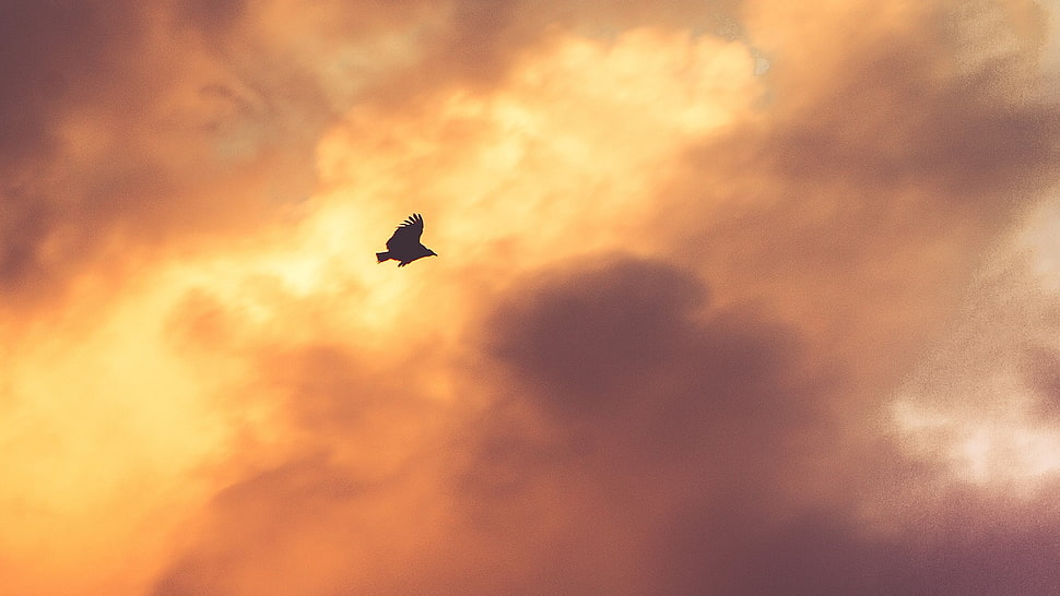 silhouette of bird during golden hour, birds, sky, clouds, sunlight HD wallpaper