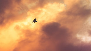 silhouette of bird during golden hour, birds, sky, clouds, sunlight