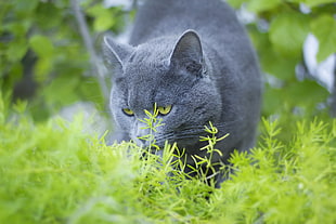 gray tabby cat on green grass ground