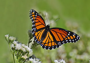 Viceroy butterfly on white flower