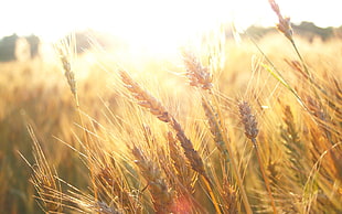 wheat grains, wheat, sunlight, plants