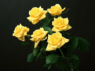 yellow Rose flower bouquet HD wallpaper